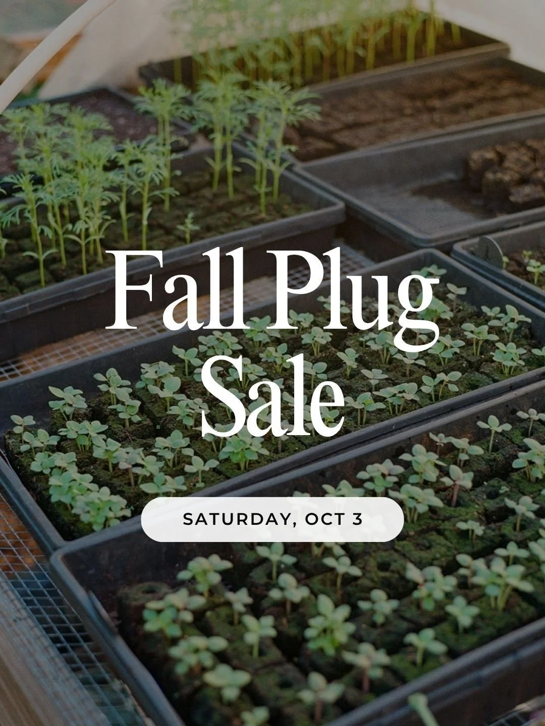 💐It&rsquo;s time to plant your dream cut flower garden. I&rsquo;ve got a few hundred plant bbs looking for their garden mamas and papas. Is it you? 🌱

🌱$3-$4/plug 

🏡 Porch Pick up Saturday, Oct 3rd 

Swipe to see fall flowers all grown up ➡️ 

D