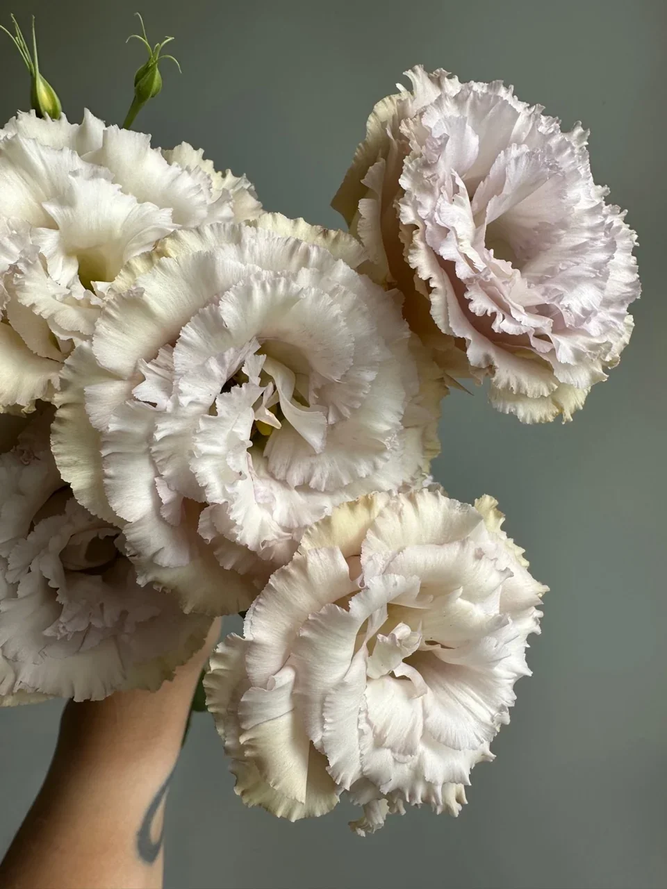 BlushingFieldBlueChateau2.webp