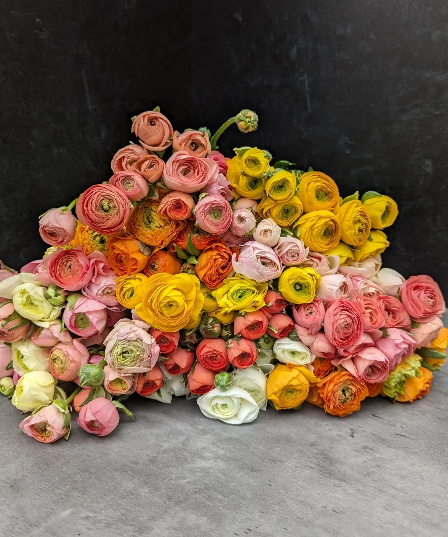smff-retail-fall-bulbs-pack-of-10-ranunculus-corms-mix-34182650822875.jpg.webp