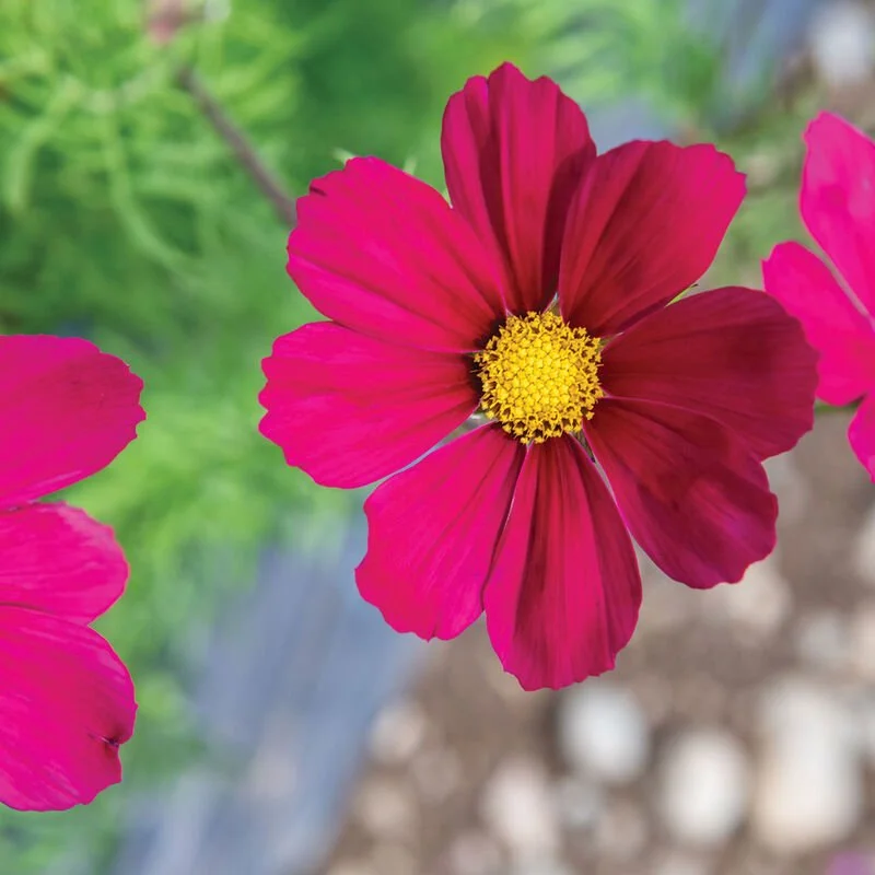 04666_02_versaillesred.jpg