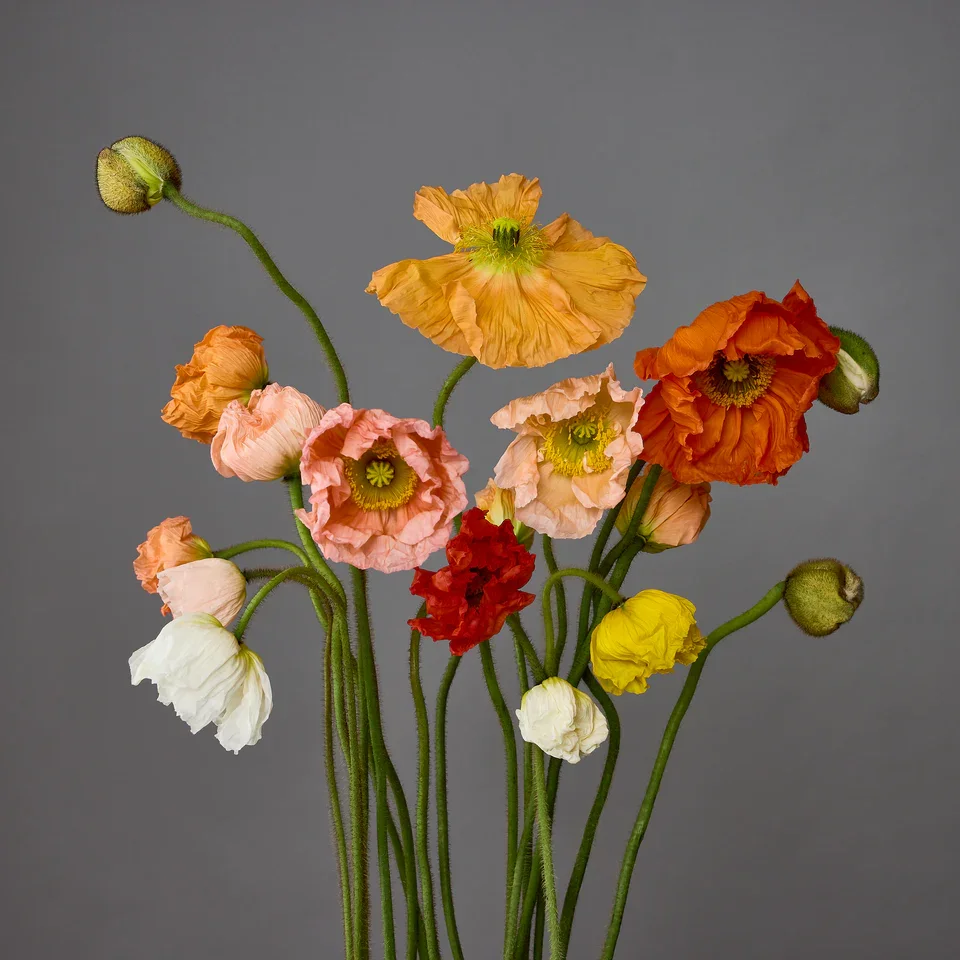 PoppyMix_011_4_b3a16d54-7805-40ab-ac8e-f830fa5e6187_960x_crop_center.jpg.webp