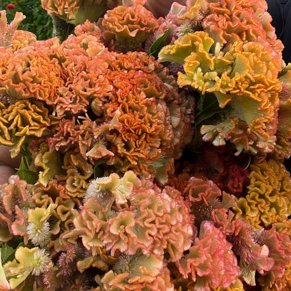 Cockscomb_crystal_beauty_2_b5c84dc2-6f55-465e-a938-5becfe36b8ac.webp