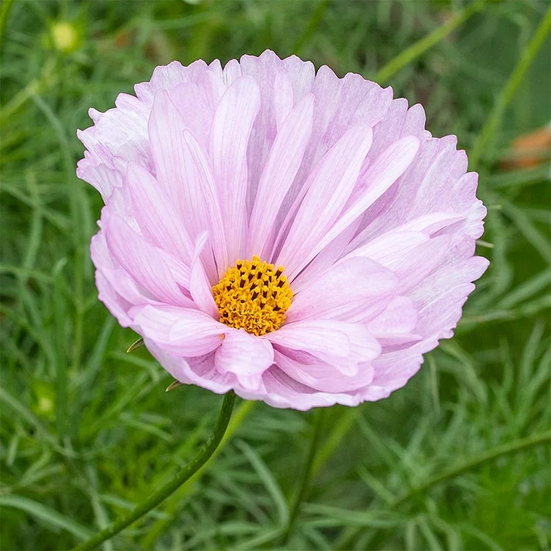 1514-2-zoom_800x.webp
