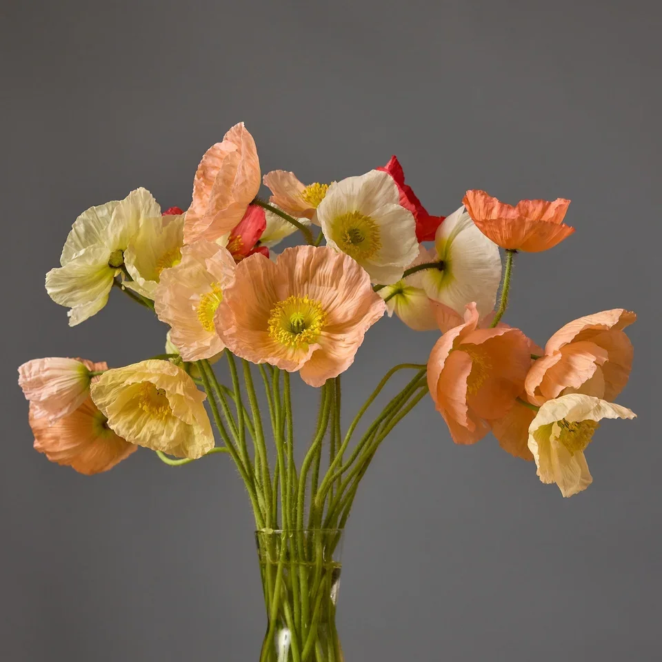 Poppy_DolceVita_Mix_.webp