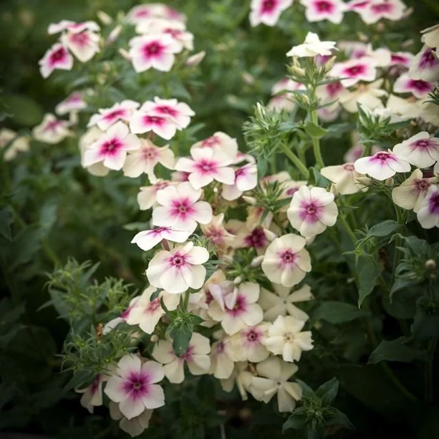phlox_cherry_caramel_lss_dsc_4402_850x850.jpg