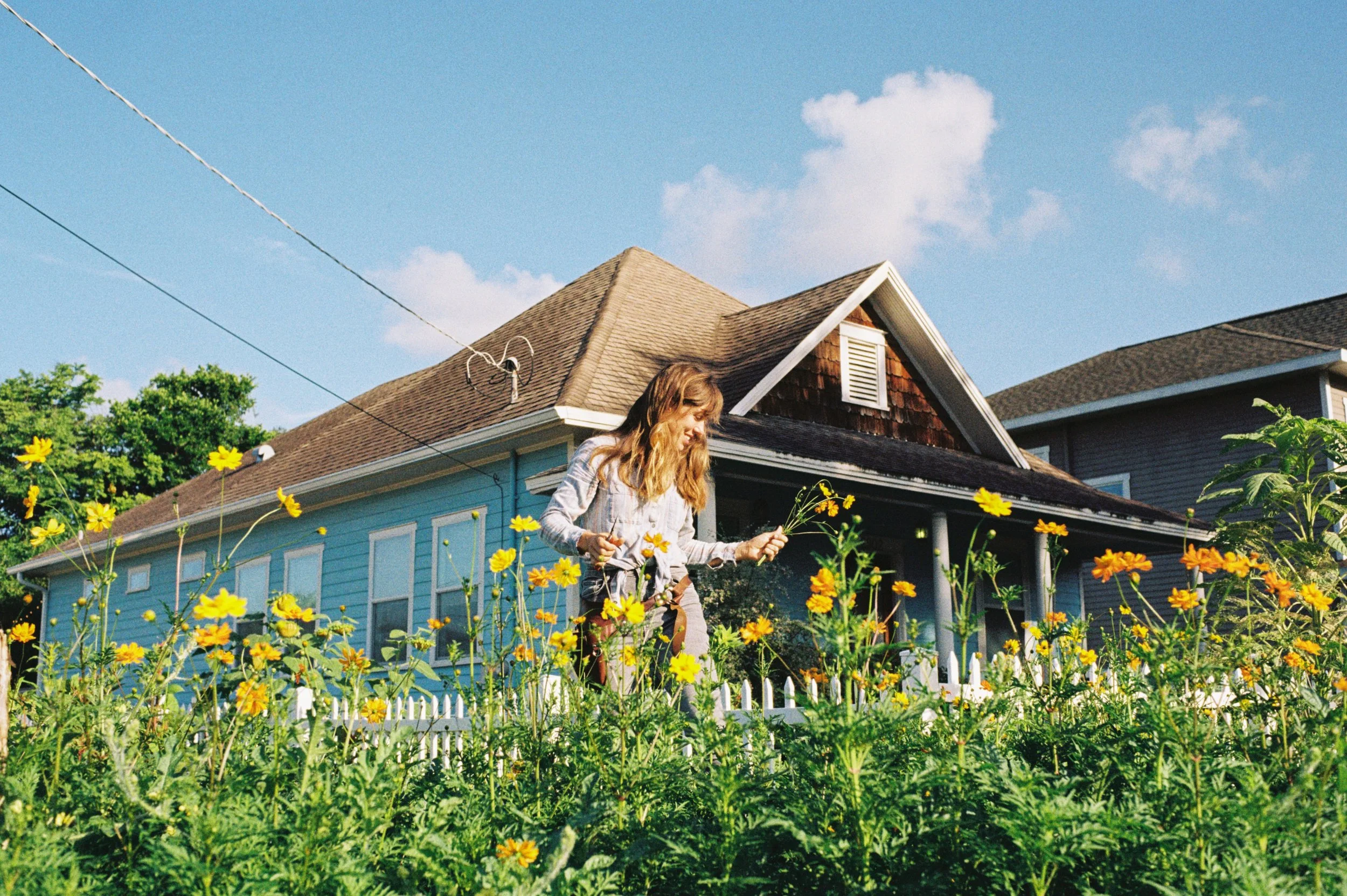 Sulfur orange cosmos.JPEG