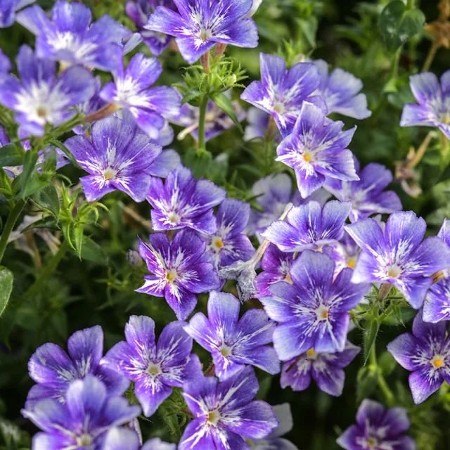 phlox_sugar_stars_lss_dsc_5442_850x850.jpg