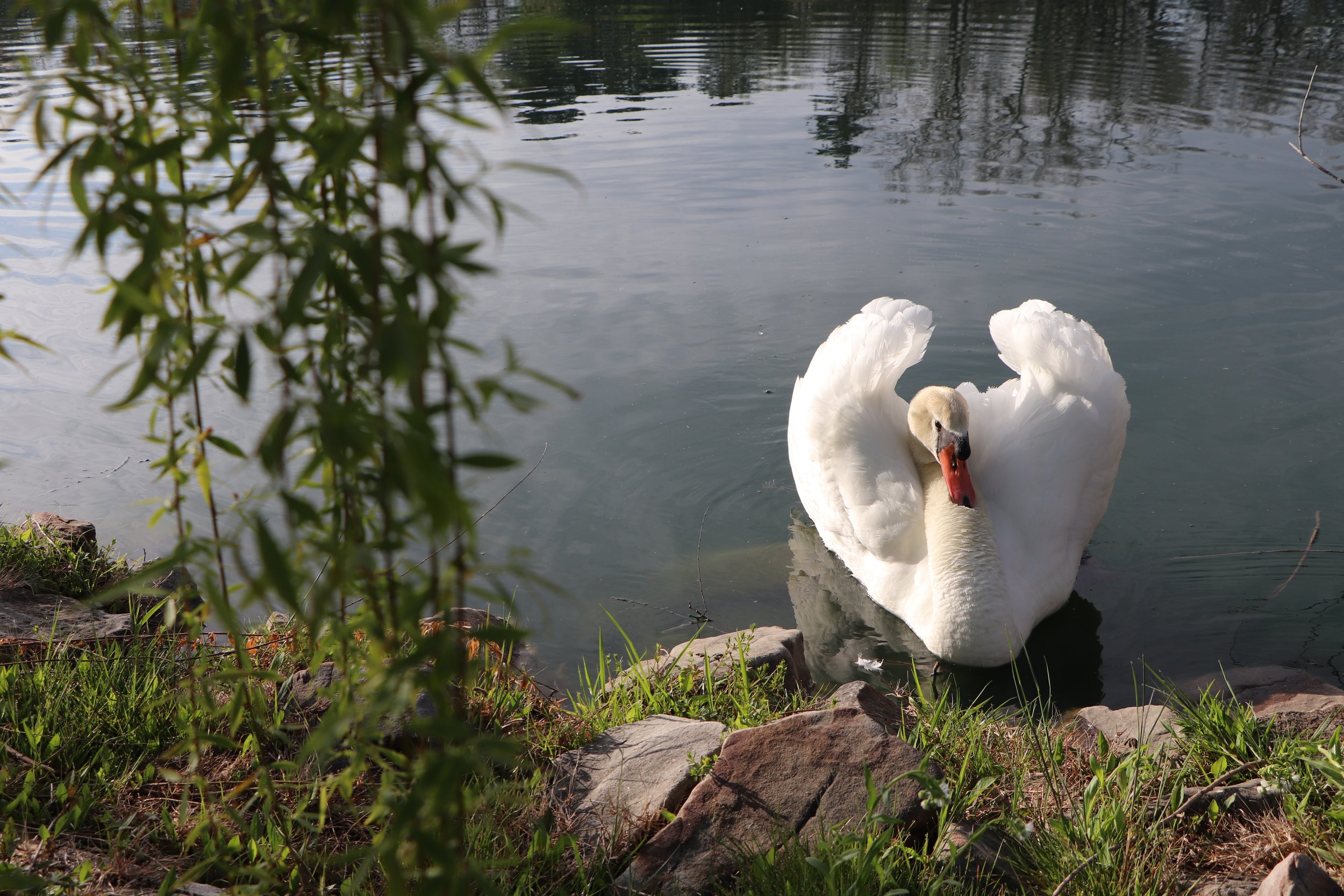 A white swan swimming in a body of water near rocks and green grass, with tree branches partially visible in the foreground.