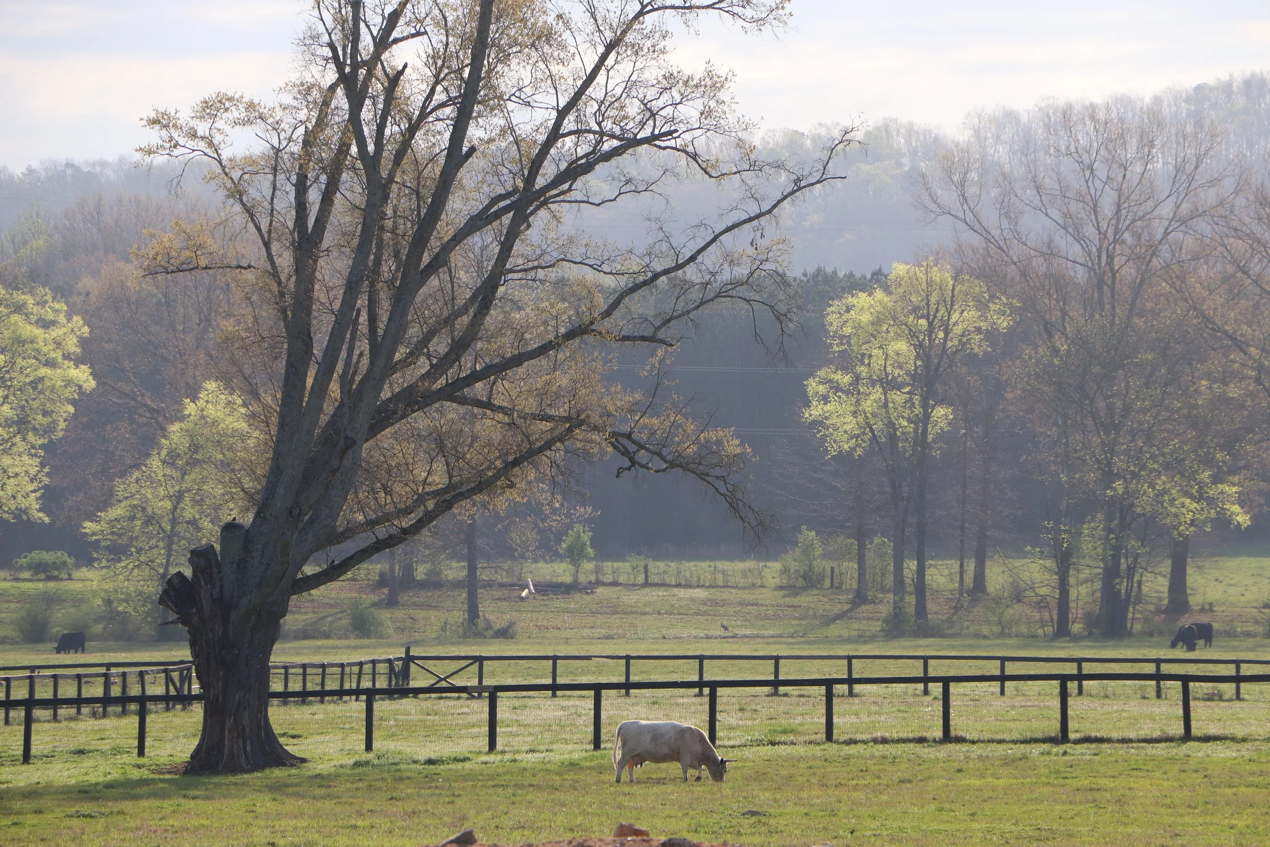 A pastoral scene with a large leafless tree in the foreground, multiple other trees with light green foliage in the background, a fenced grassy field with grazing cows, and a foggy hill or mountain range in the distance under a cloudy sky.