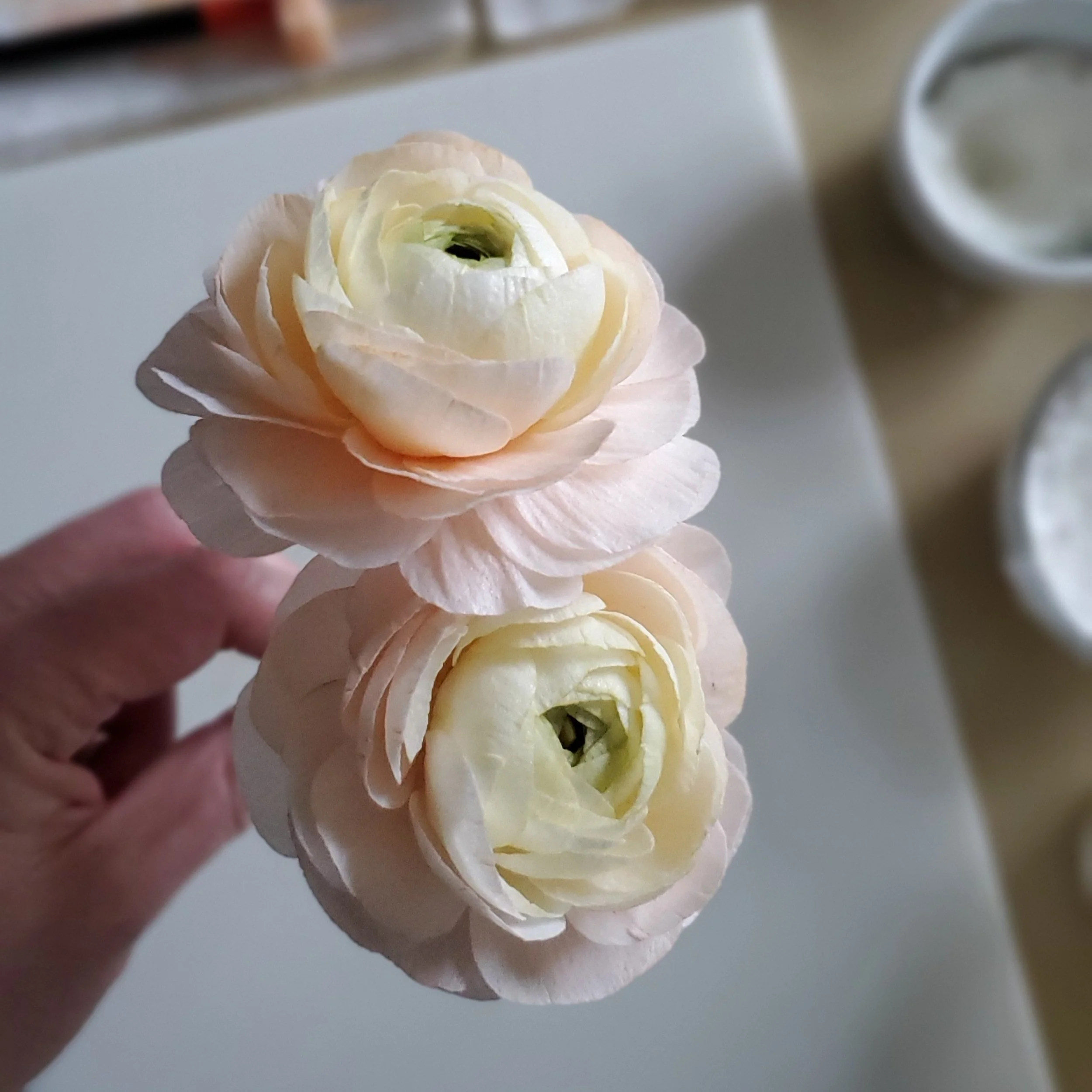 Two+ranunculus+in+hand.jpg