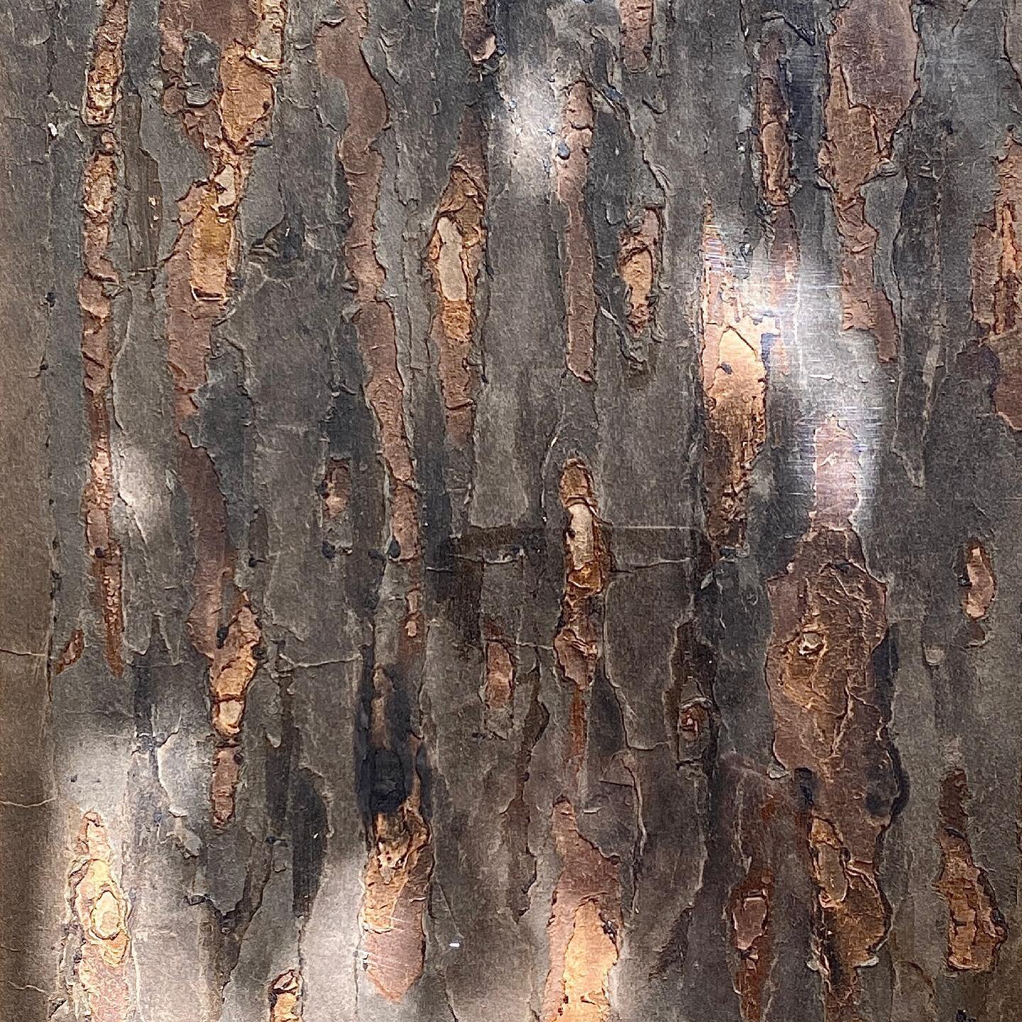 STUDY OF BARK. Collage. Photographed in dappled light. Continuing fascination with texture. Inevitable subject living in The National Forest. SOLD. #collage #bark #tree #texture #paper #contemporaryart #study #nature #englishart #nationalforest #the 