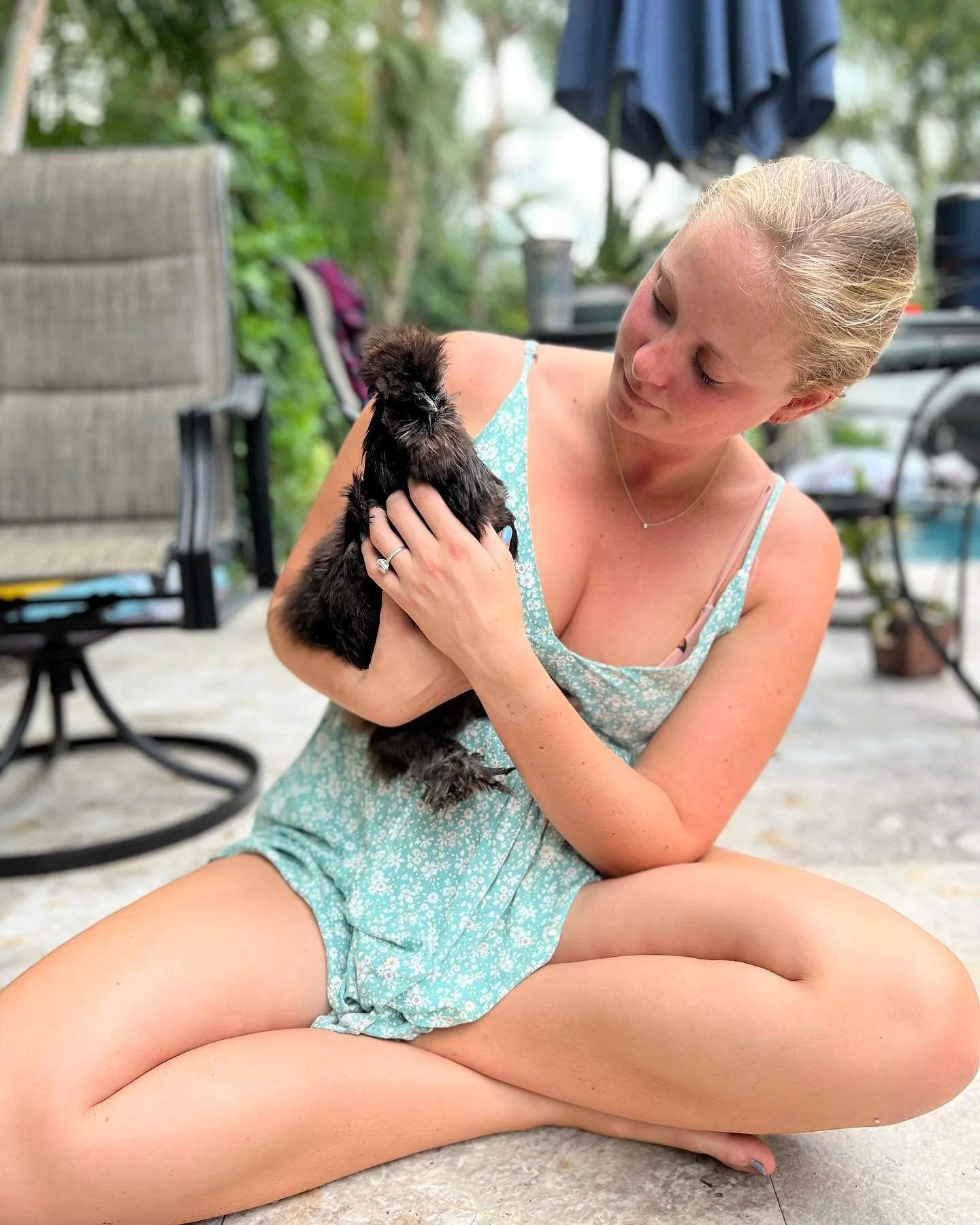 lap chickens florida