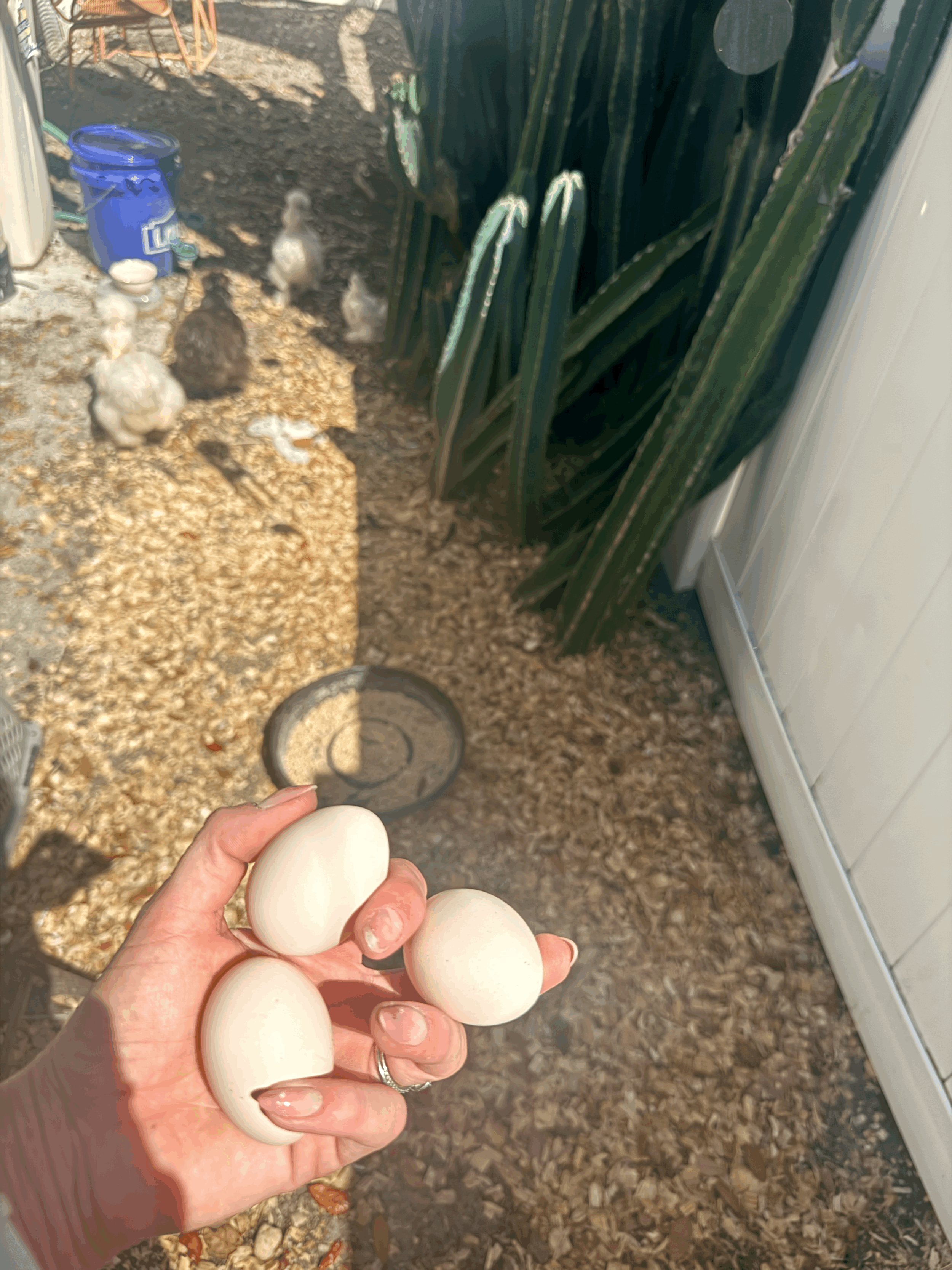 Backyard Chickens in Florida: Zoning Rules, City vs County Laws, and What Homesteaders Should Know