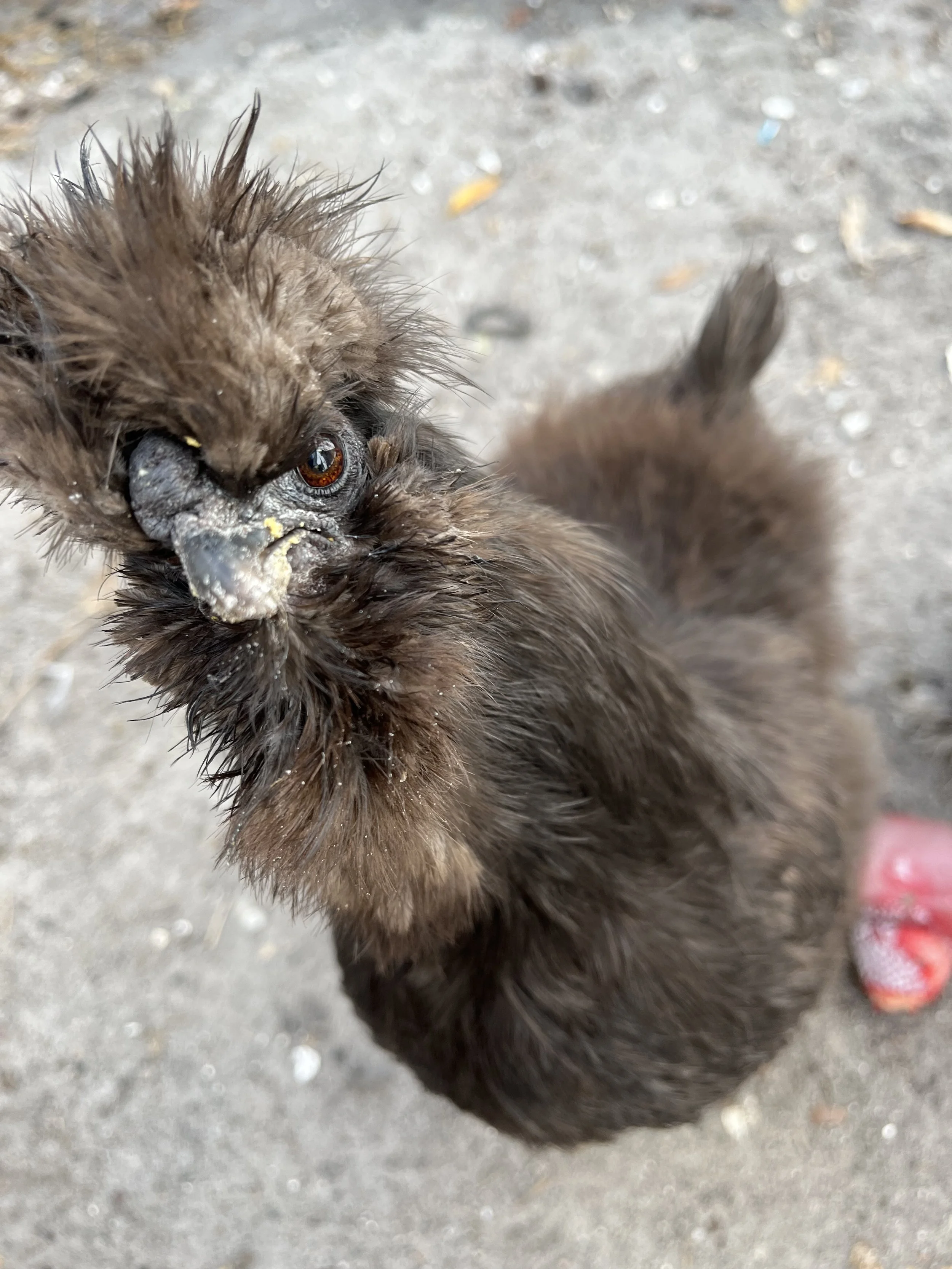 fl backyard chicken pinellas county