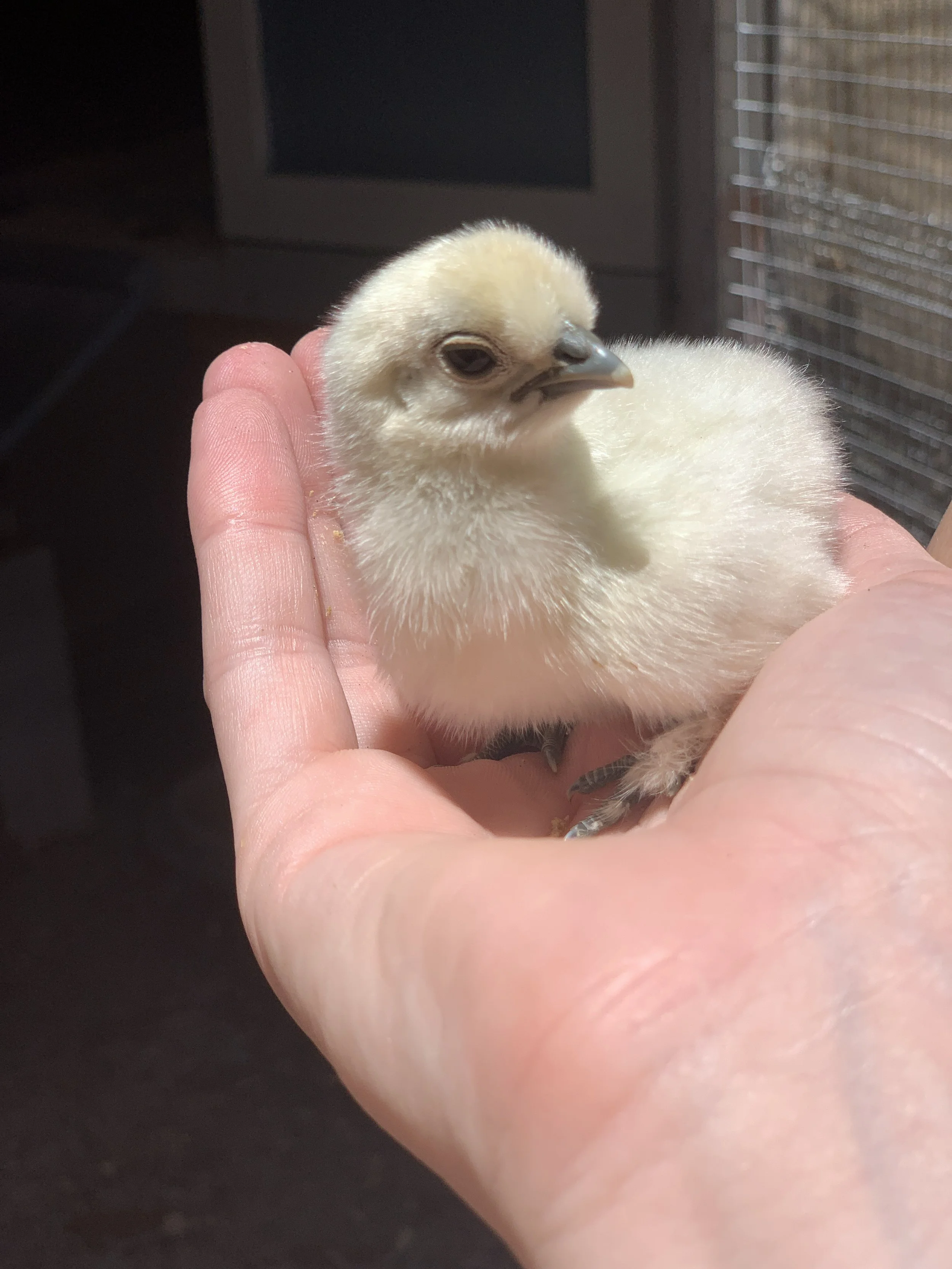 white silkie baby chick