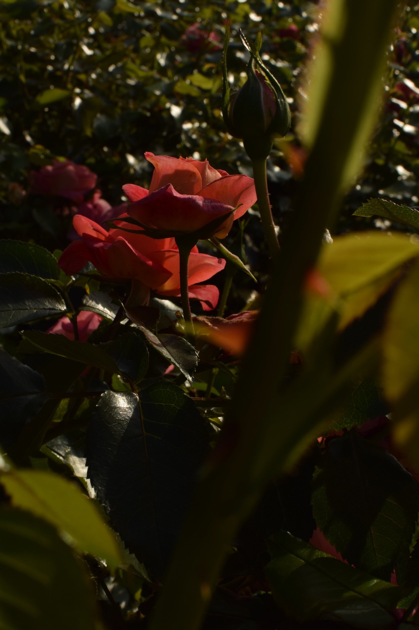 DSC_0811.jpeg