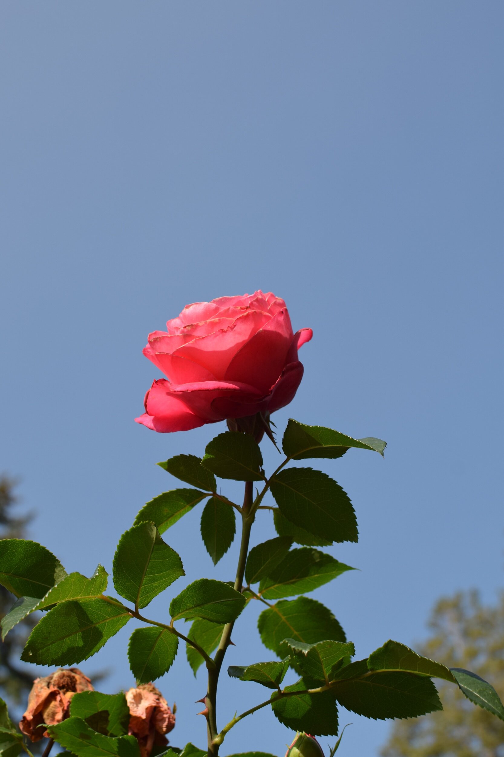 DSC_0827.jpeg