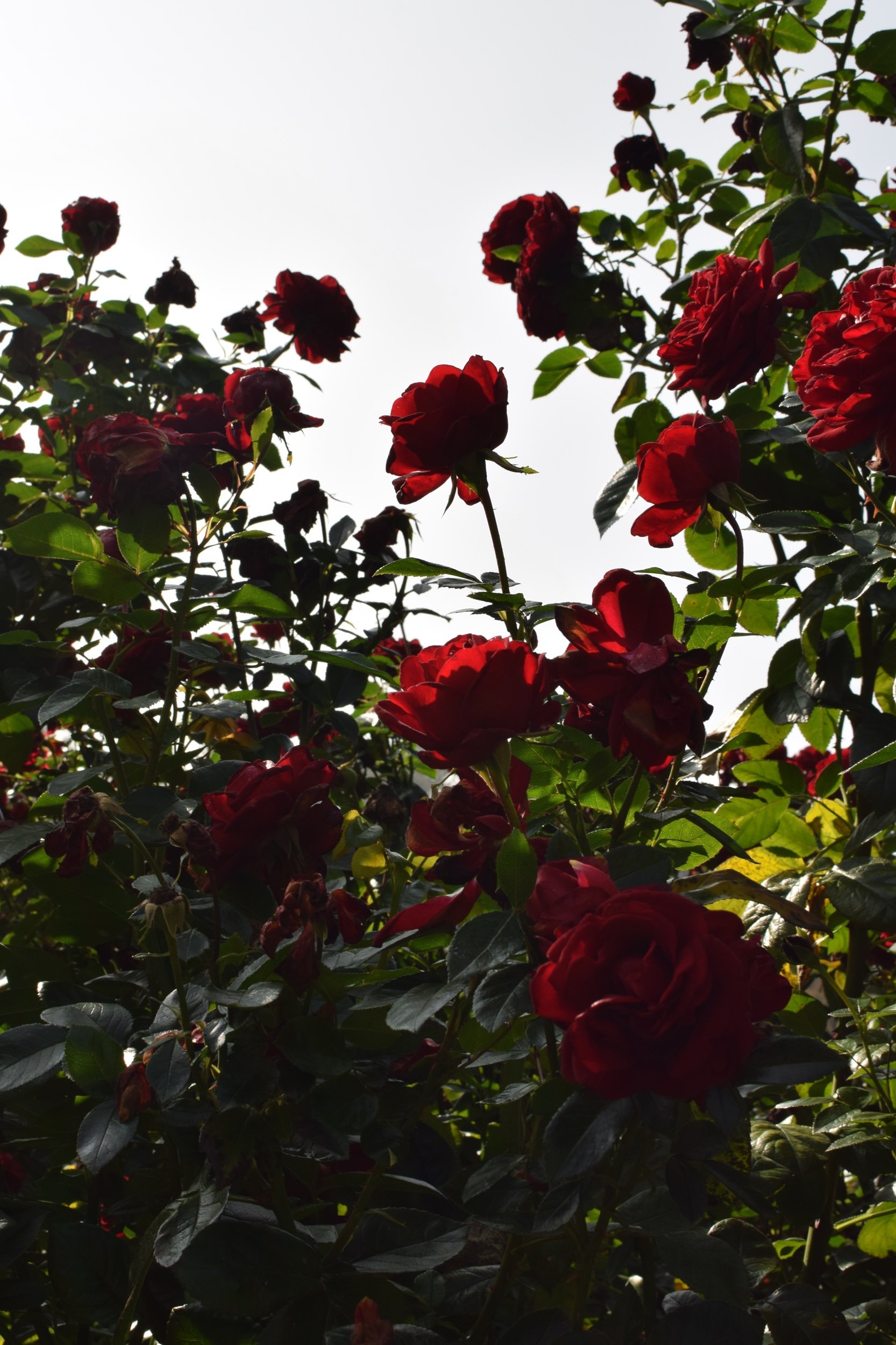 DSC_0856.jpeg