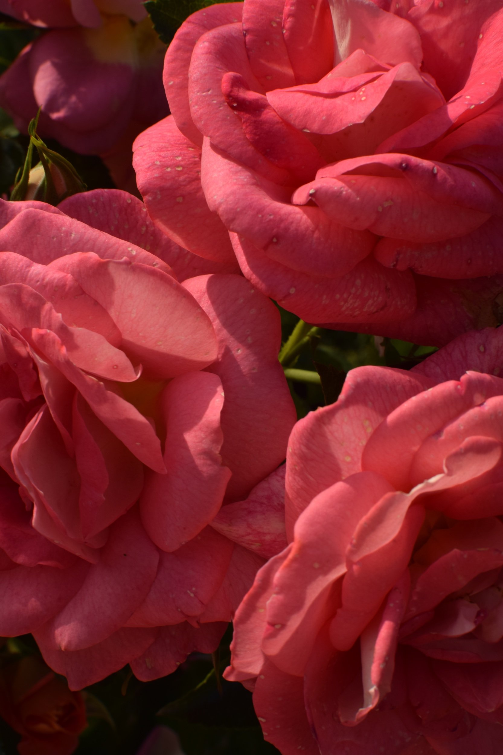 DSC_0816.jpeg