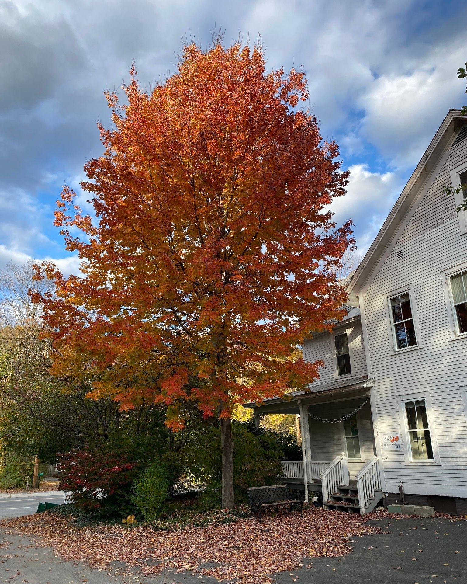 Our beautiful maple tree was planted 17 years ago. It has been a pleasure to watch it grow and change throughout the seasons. We love living in Vermont! The sights and colors of the autumn with gently falling leaves and the smell of rain are amongst 