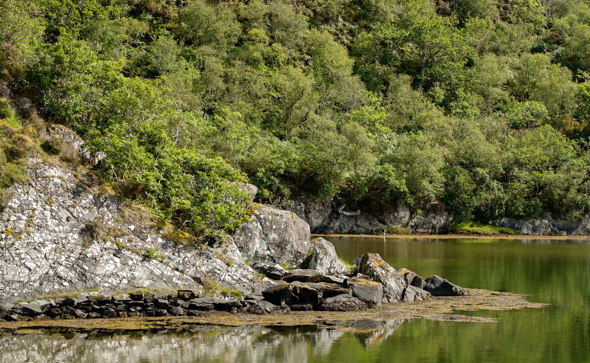 Invitation to tender: Developing a Governance Body for a Fund for Scotland’s Rainforest