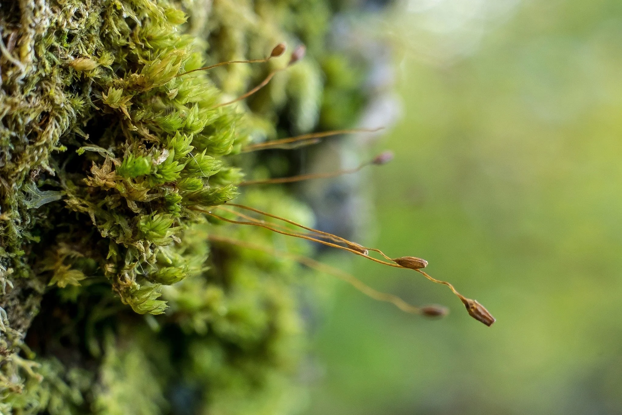 A tuft of green moss on the side of a tree with capsules sticking out
