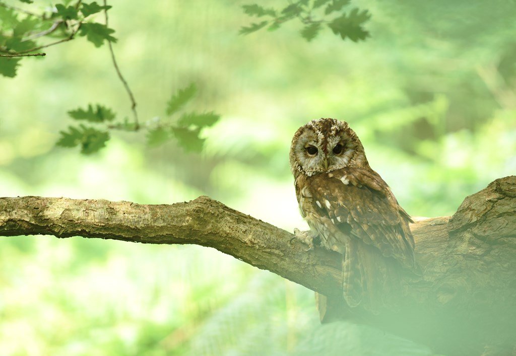 Tawny owl. Credit Ben Andrew (rspb-images.com)