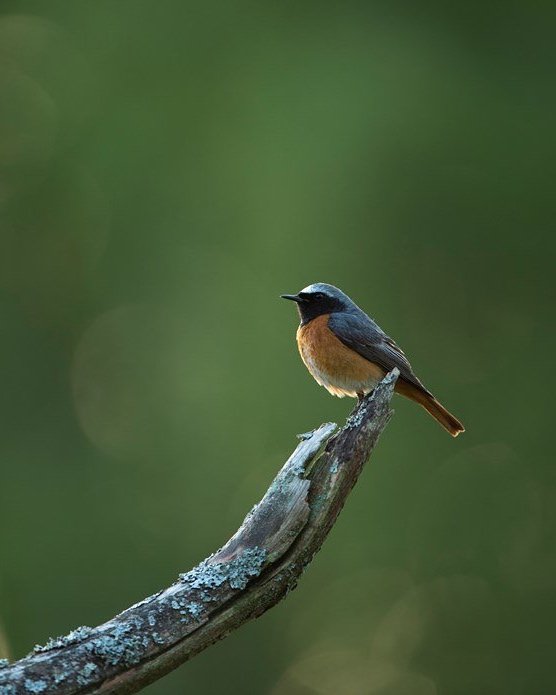 Male redstart. Credit Ben Andrew