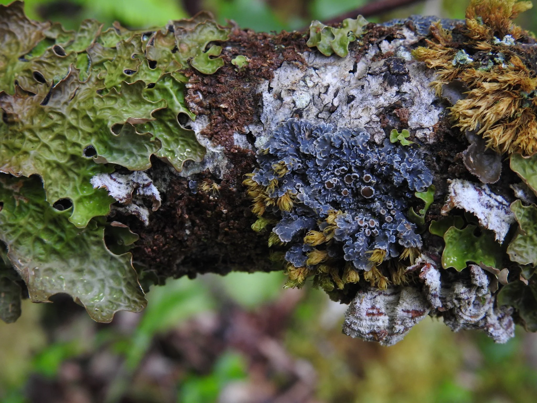 Northwest Mull Rainforest Collaboration