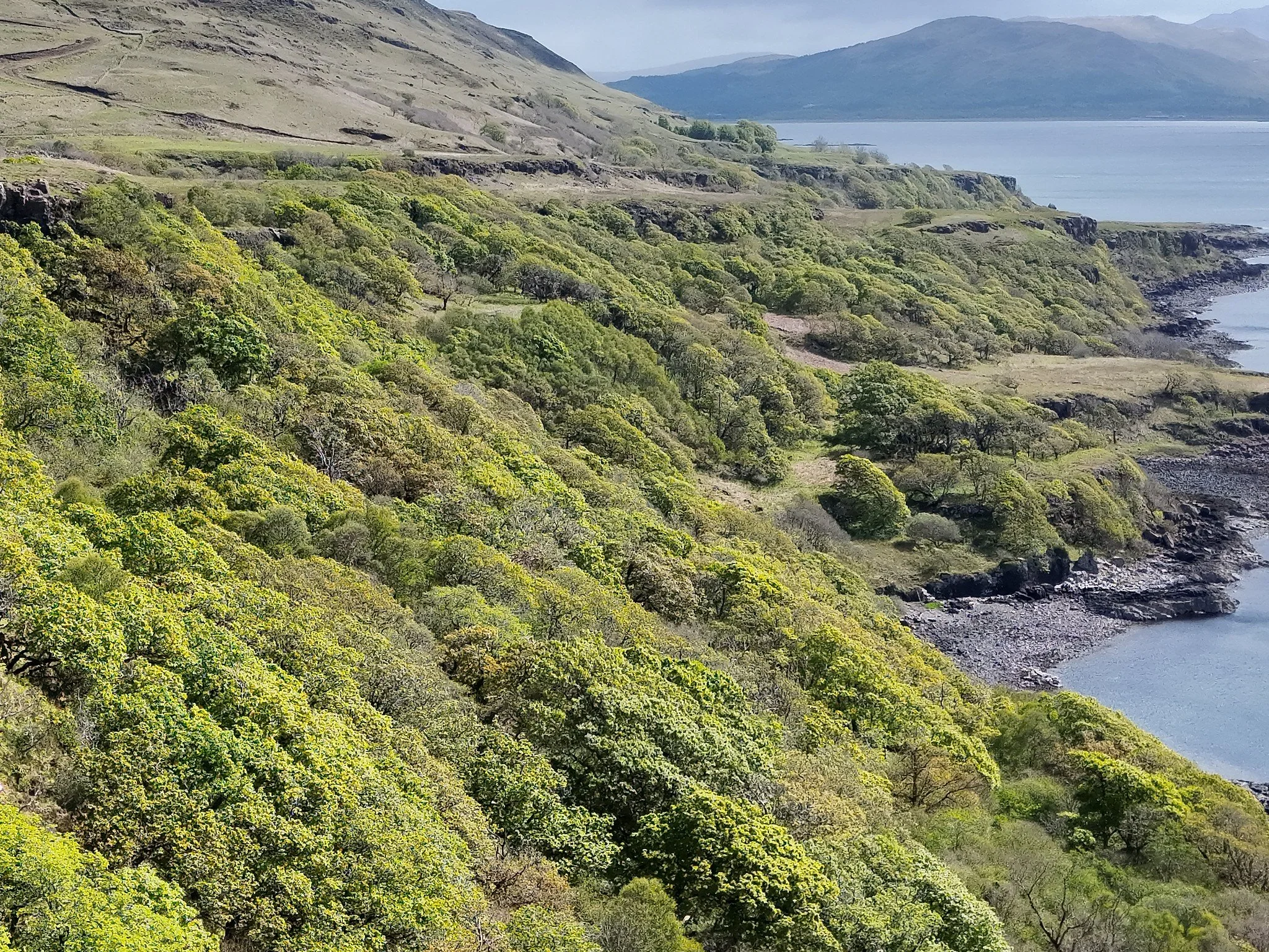 Rainforest woodland with the trees in full leaf, an aerial shot with mountains and a loch beyond. There's bright sunshine