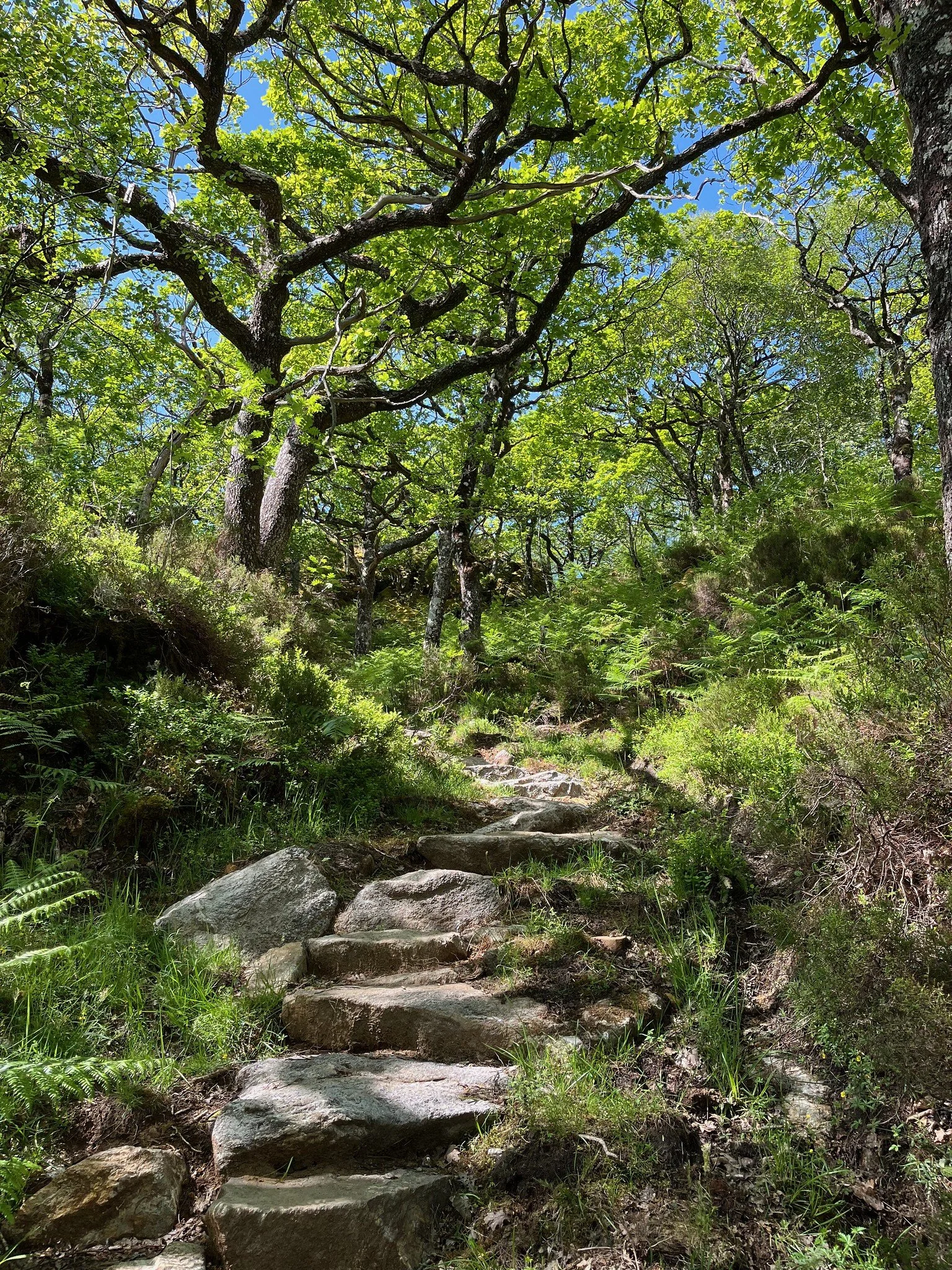 Five ‘accessible’ woodlands  in Scotland’s rainforest