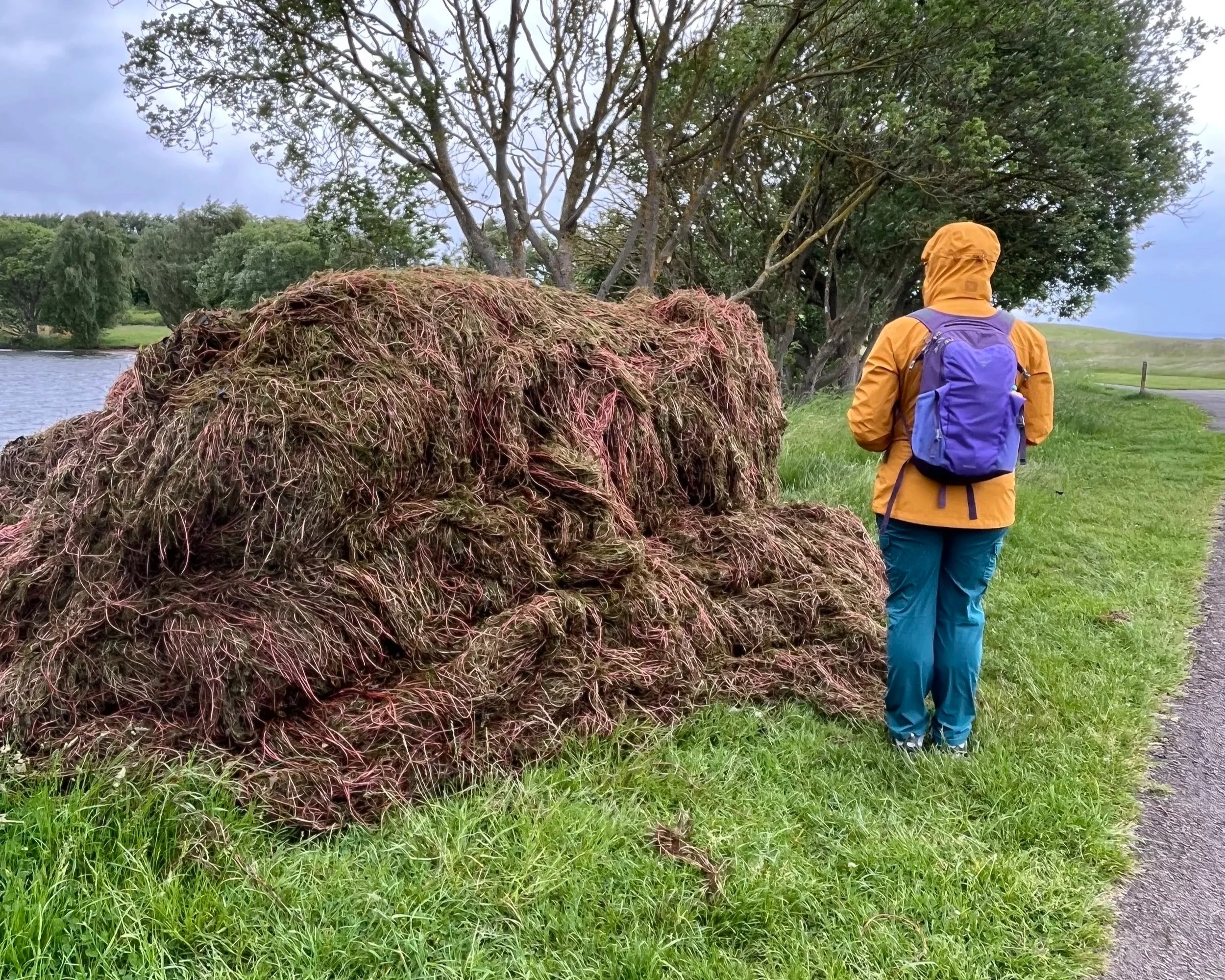 A figure in jeans and a yellow jacket with its hood up and a purple backpack stands beside a mound of waterweed that's almost the same heigh. there's a pond and trees and grass