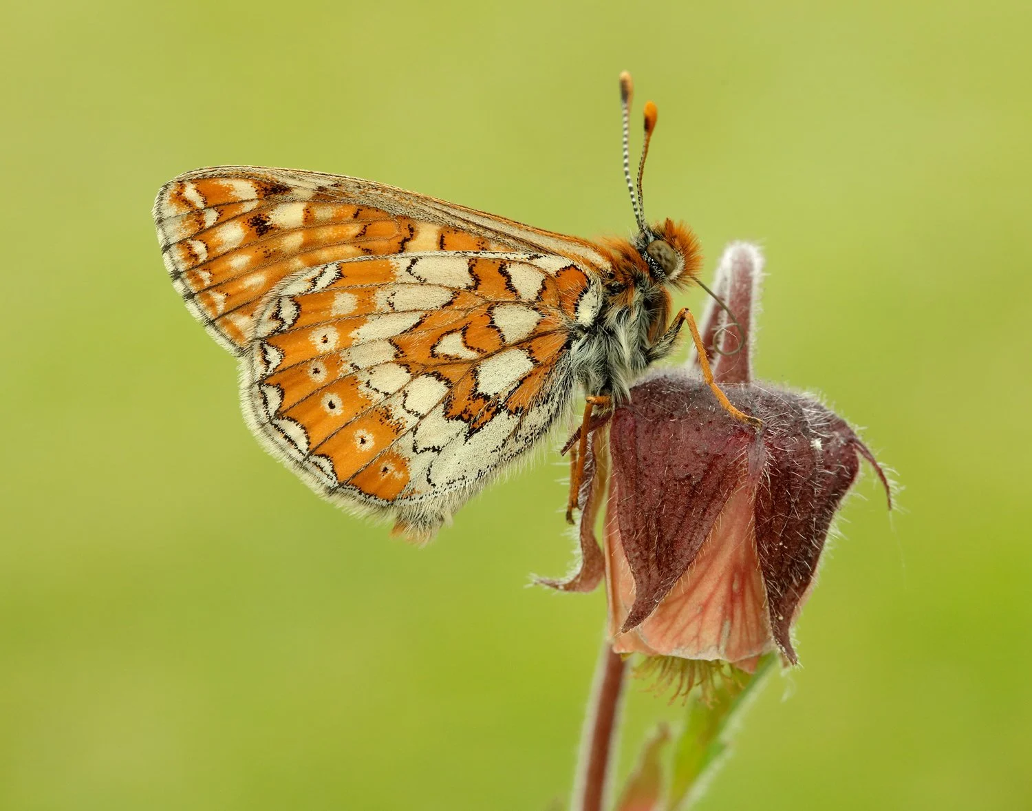 A close up of an orange and white butterfly with its wings closed sitting on a flower bud with a green background
