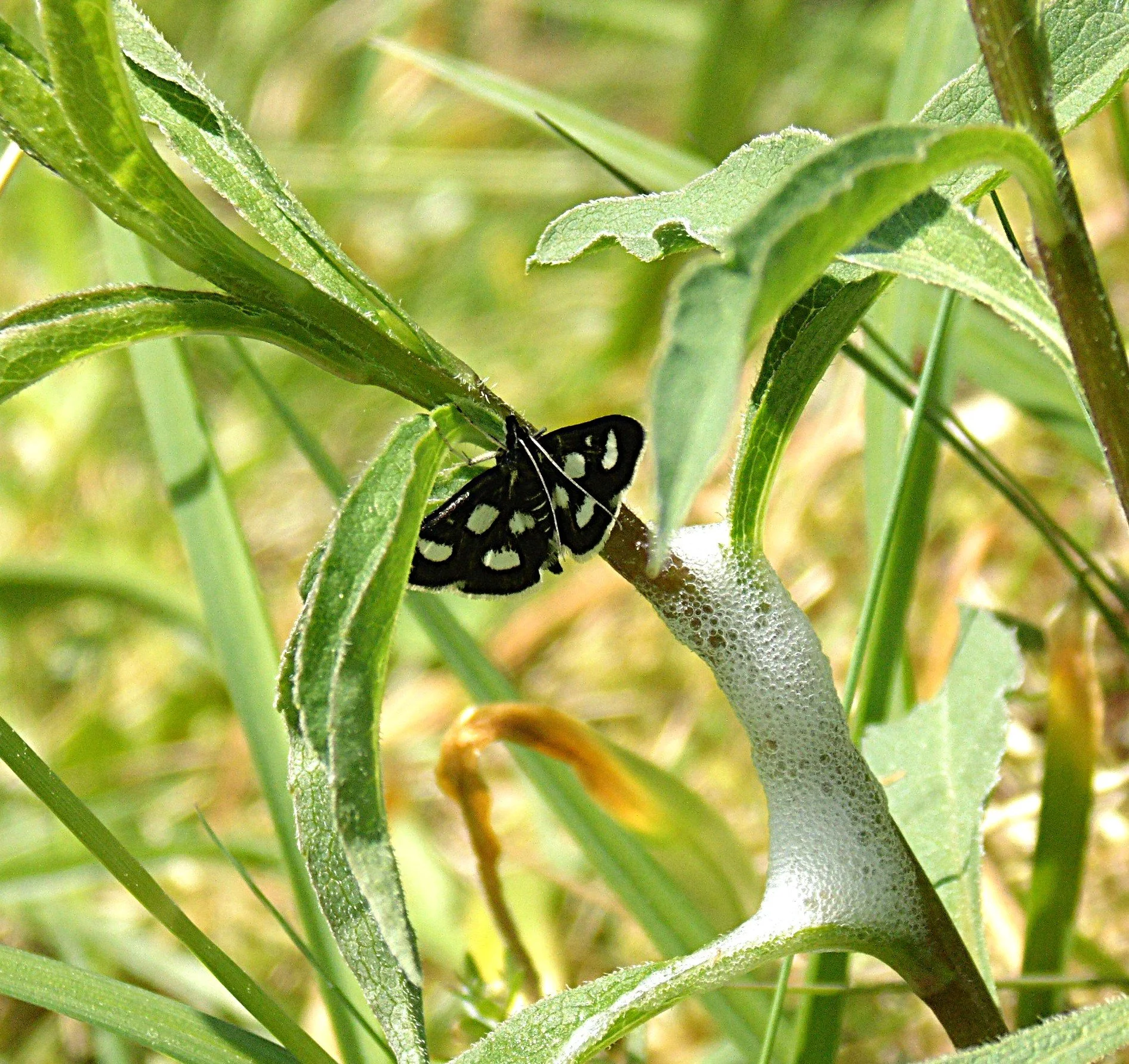 The moths and butterflies to look out for in Scotland’s rainforest