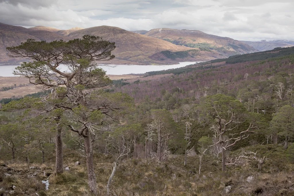 Scots pine trees stand proudly in the foreground. In the background stretches away birch rainforest to a distant loch and mountains with a grey sky behind