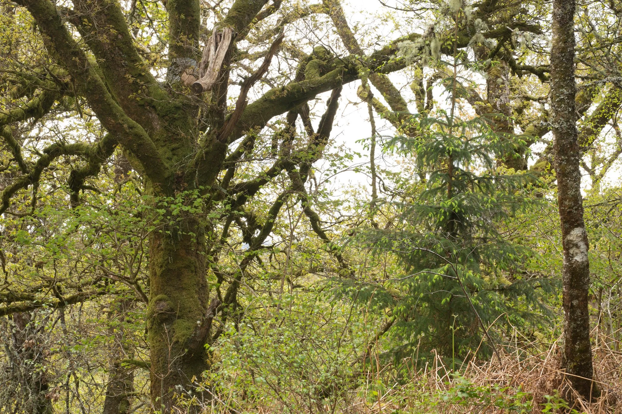 A sitka spruce tree grows in the rainforest with mature trees and other vegetation nearby