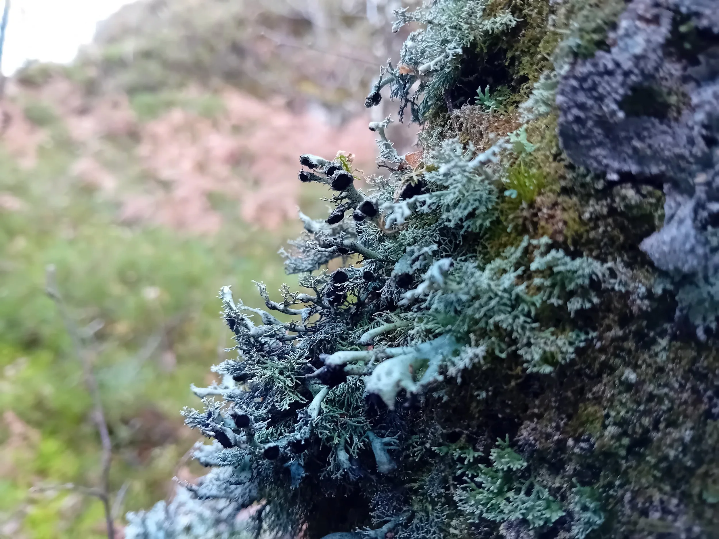  Why the Alliance for Scotland’s Rainforest is ‘in the zone’