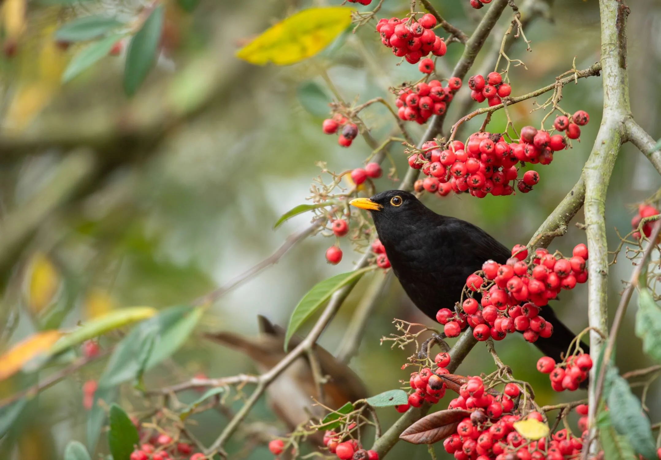 A blackbird sits on a branch looking a the camera. Around him are bunches of bright red berries