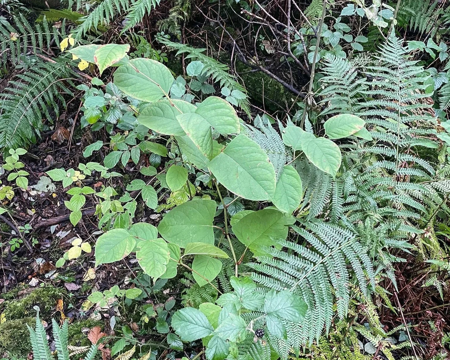 A young Japanese knotweed plant growing amongst ferns and mosses on a forest floor
