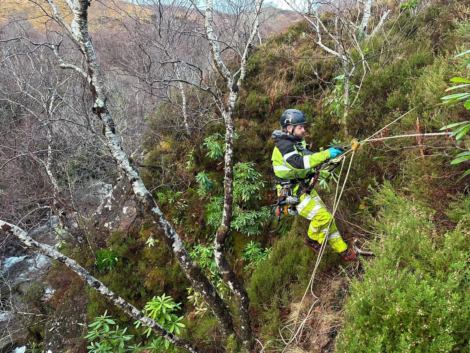 A man in high-vis clothing and wearing a helmet uses ropes to access rhododendron in a steep gorge