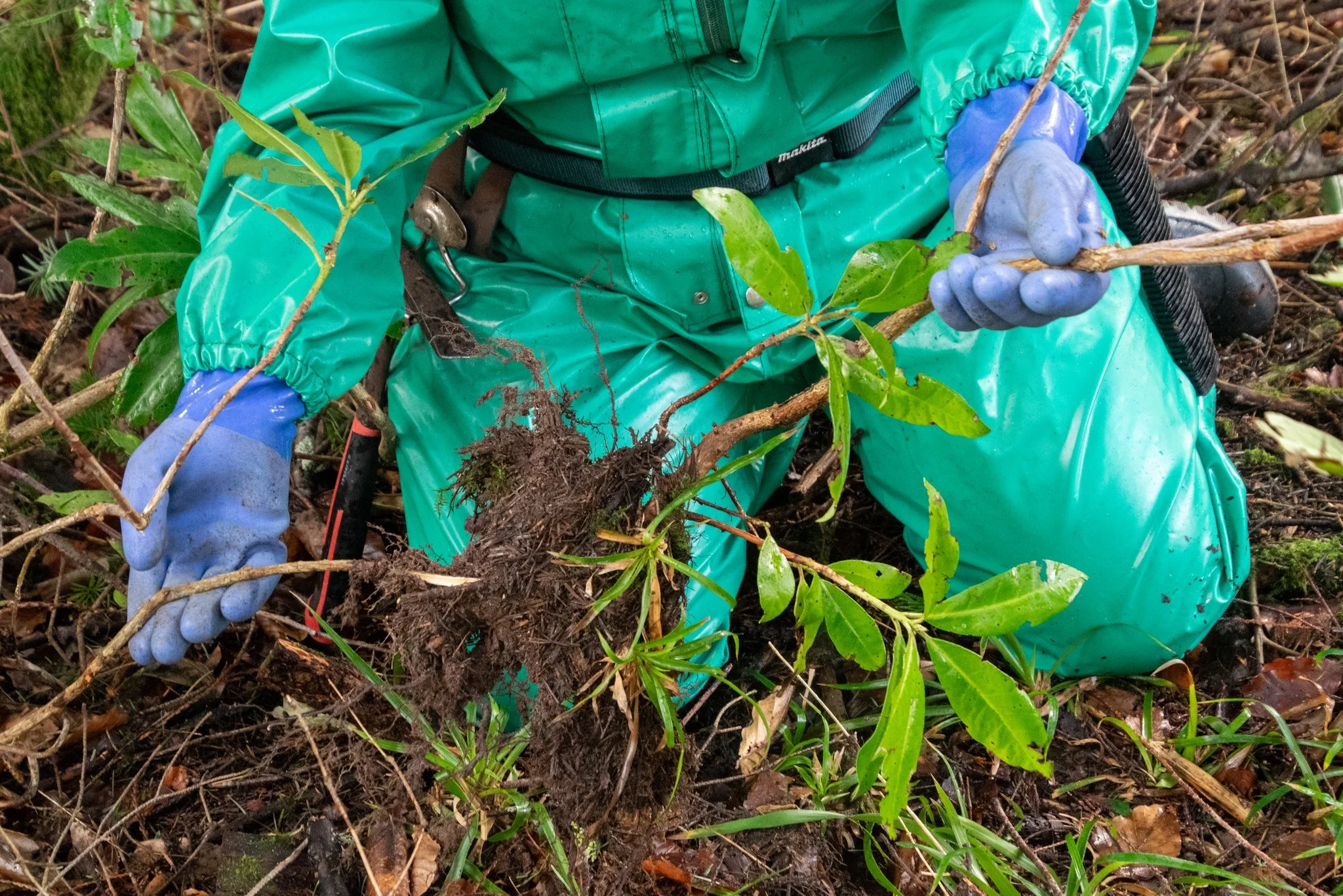 The bottom half of a figure in green protective gear with blue gloves is kneeling on the ground holding a freshly uprooted rhododendron