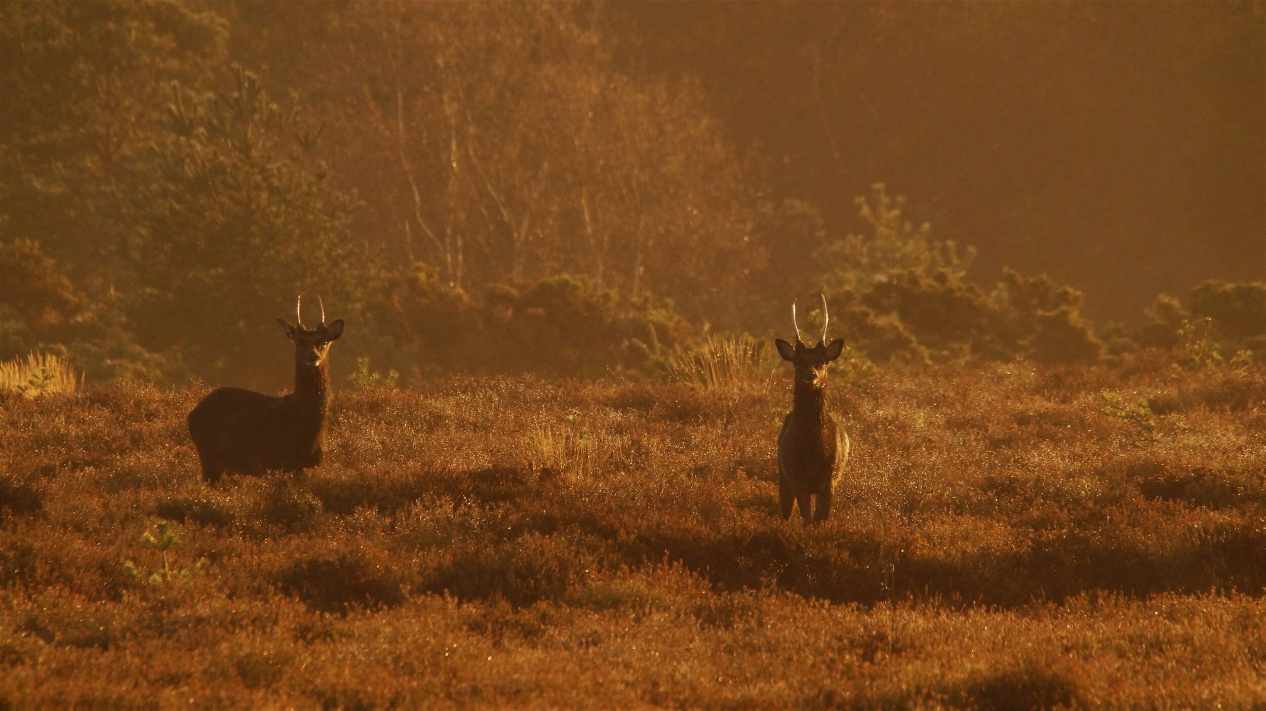 Two sika deer pictures in the hazy light of dawn. They're in the distance and have their heads up looking at the photographer