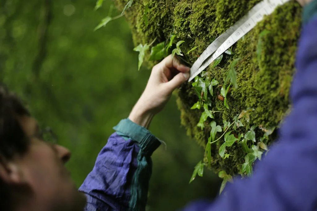 Rainforest research working group