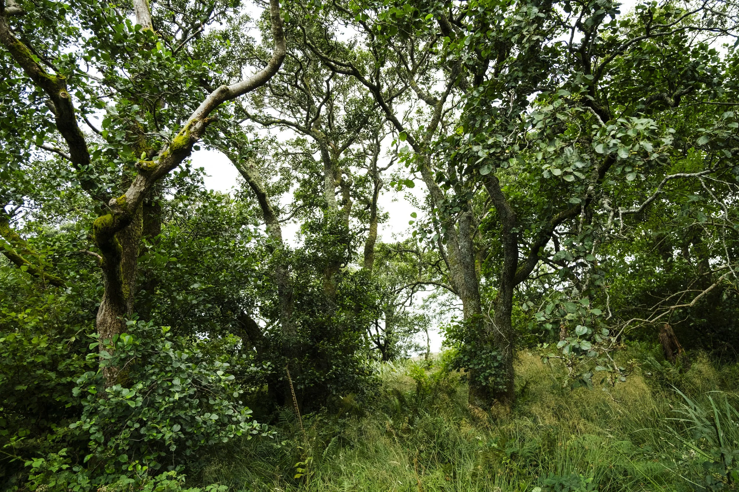 A group of trees growing close together with their branches touching. Tall grass grows on the ground around them.