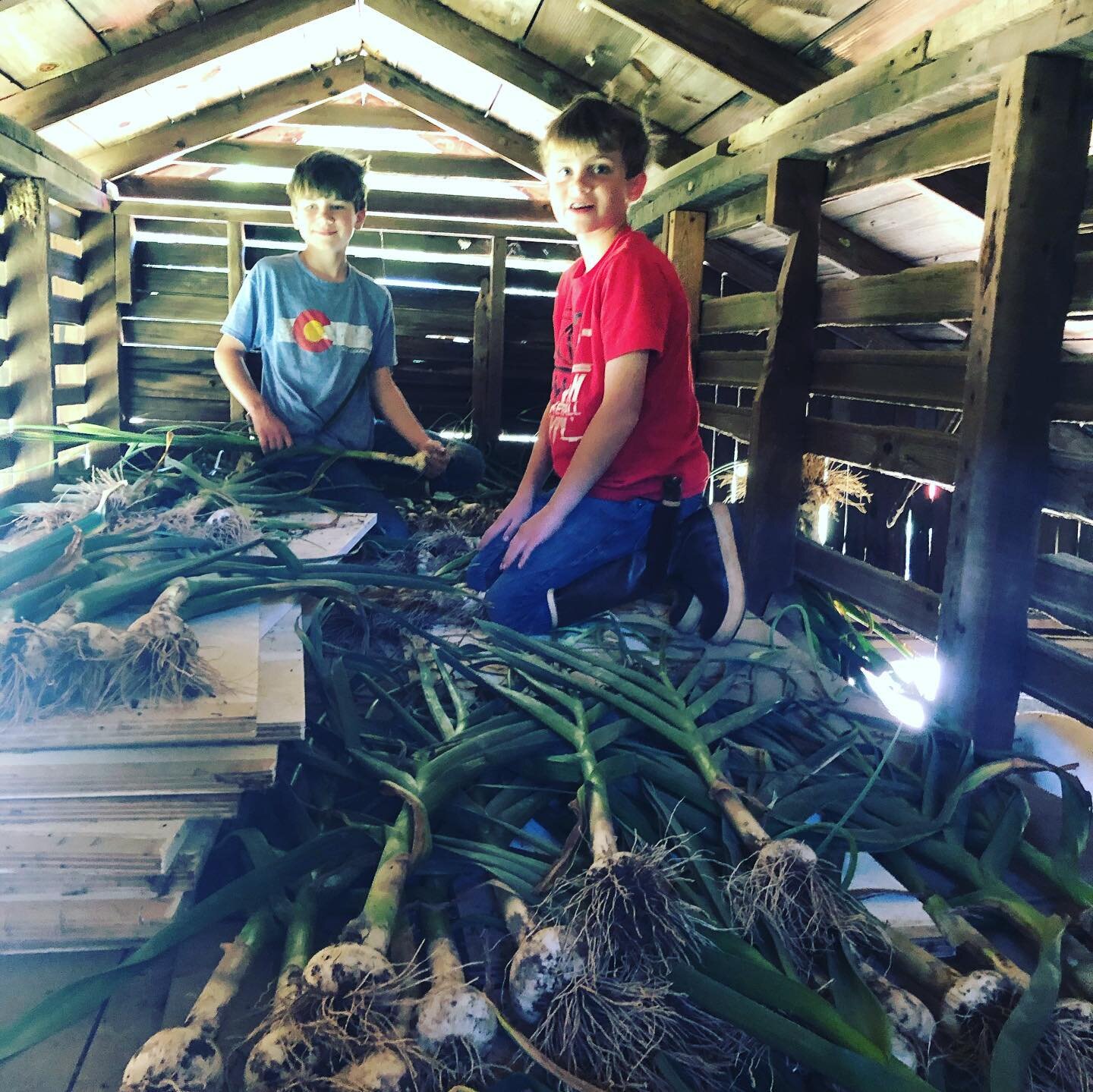 Memorial Day Garlic Harvest.