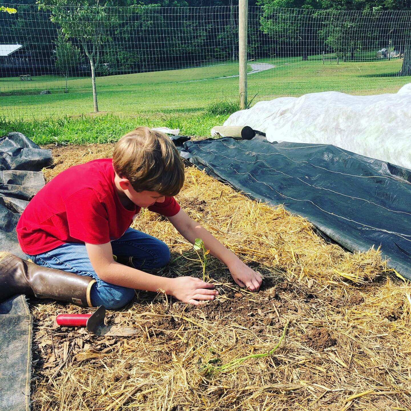 Planting sweet potato slips, harvesting peas, and garlic scapes going wild! Guess we didn&rsquo;t pull all of them!