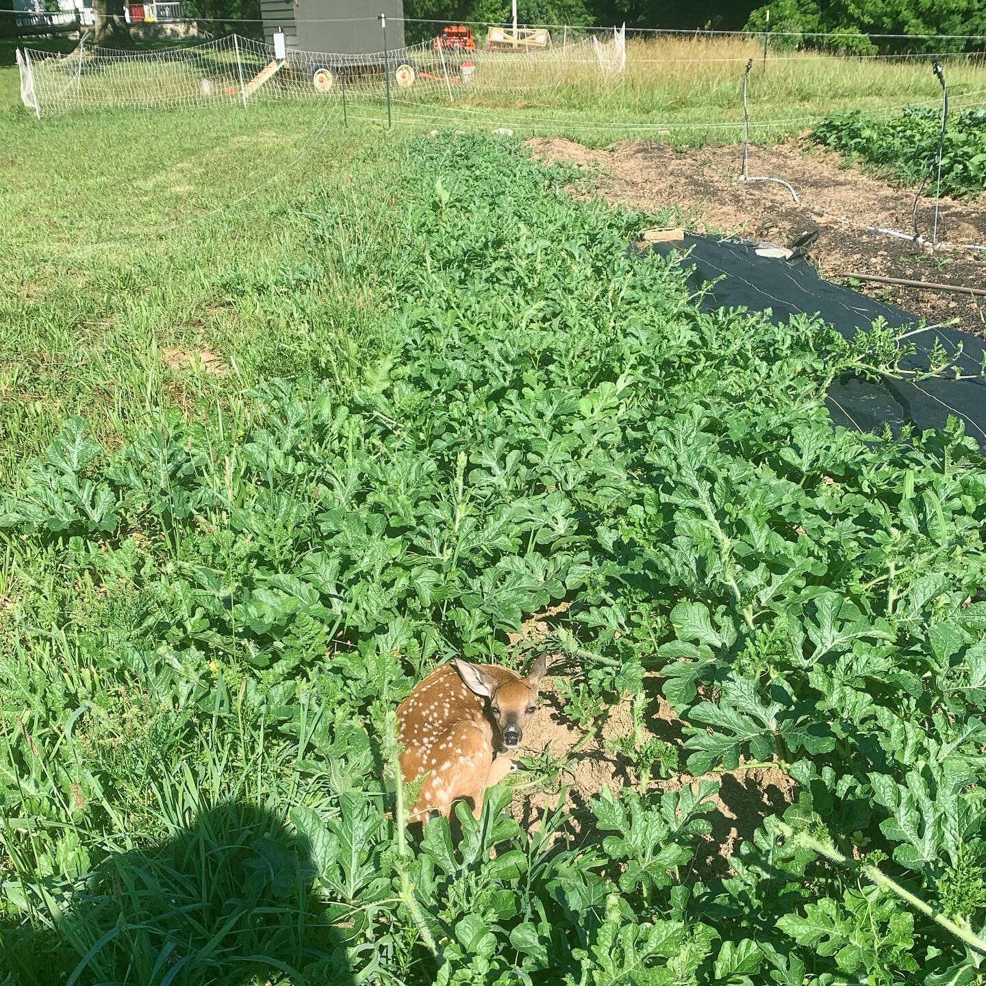 Deer fence worked&hellip; for mamas finding a safe place to have their babies! My watermelons seem like a good place to hide a fawn.