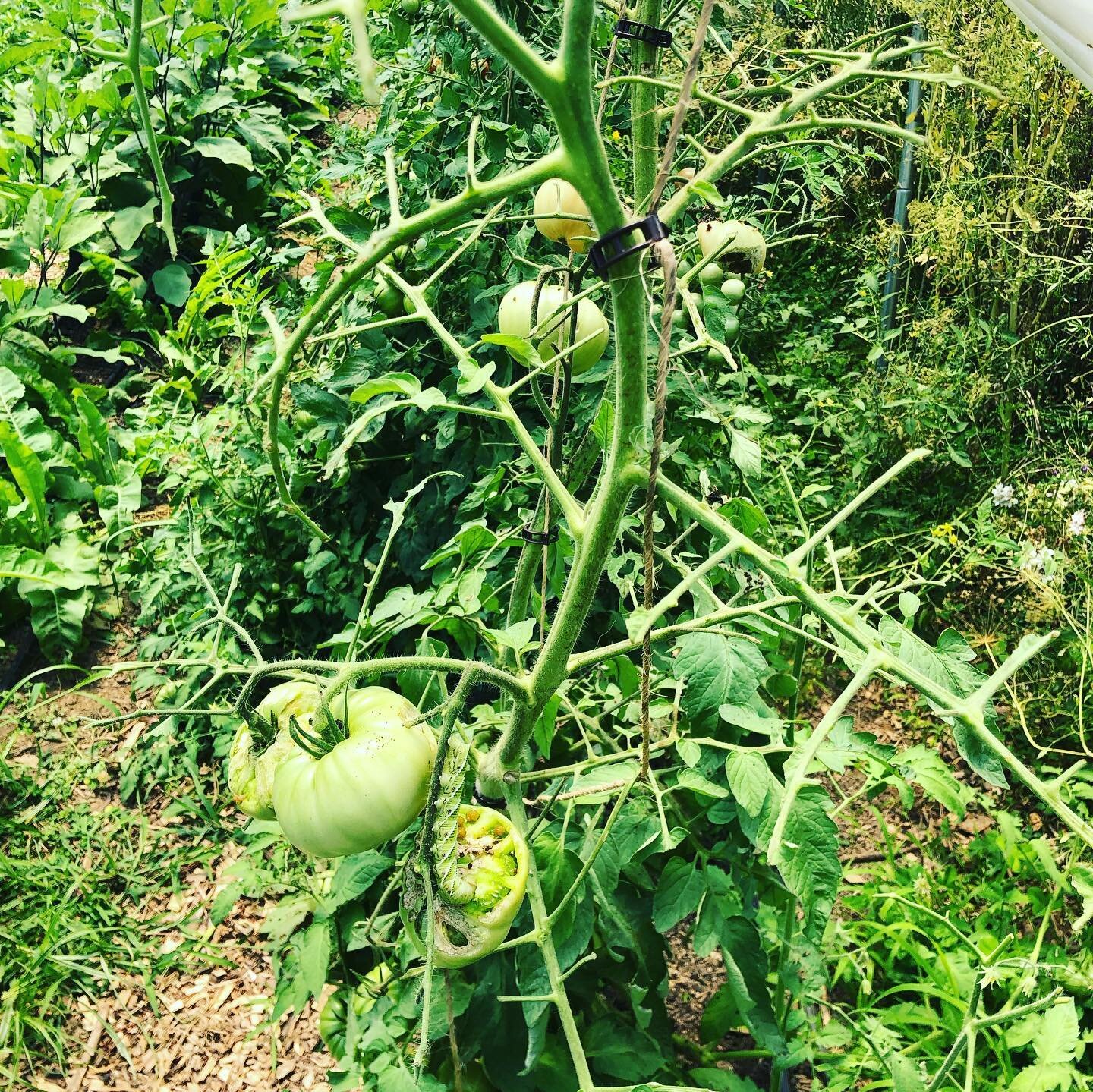 Everything was going great in the tomato house last weekend. Went in this weekend, plants looked healthy but all the leaves in certain plants were missing and the fruit was getting eaten. Took me a second to find the culprit.
Tomato hornworm&hellip;