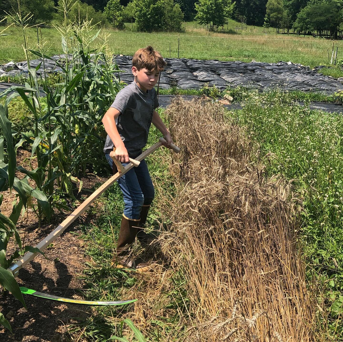 Wyatt harvesting Wheat and veggies on July 4th. The corn&rsquo;s more than knee high but I didn&rsquo;t plant enough. Succession planting of corn just hasn&rsquo;t worked that well for me the last two years. Seems better to plant all at once