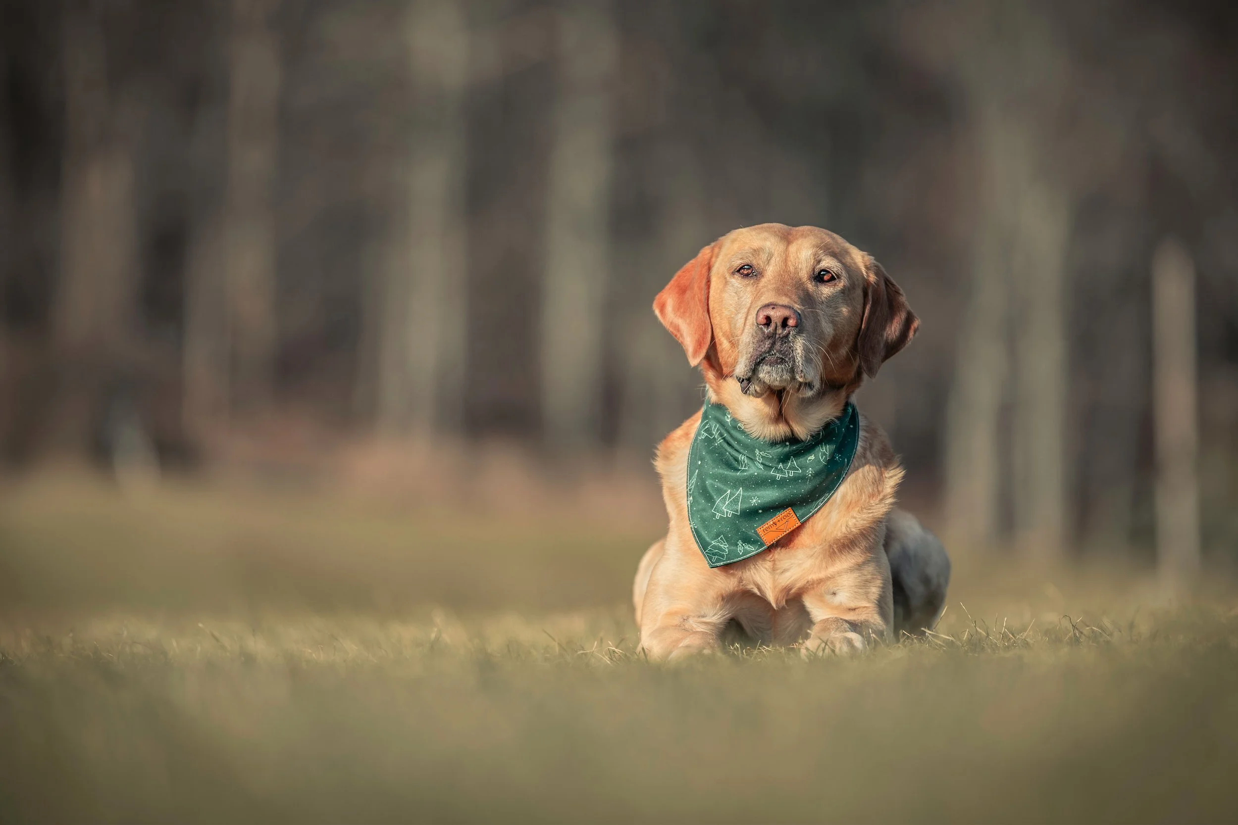 dog boarding, dog walking, dog hikes